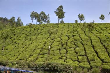 Munnar, Tea Plantations_DSC5857_H600